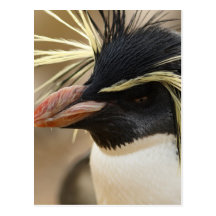 Rockhopper Penguin  Postcard