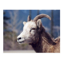 Rocky Mountain Big Horn Sheep Postcards