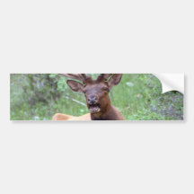 Rocky Mountain Elk Bumper Stickers