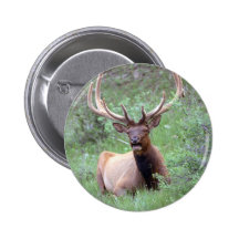 Rocky Mountain Elk Button