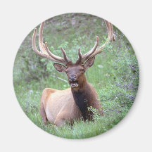 Rocky Mountain Elk Fridge Magnet