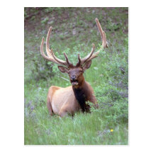 Rocky Mountain Elk Post Cards