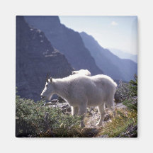 Rocky mountain goat fridge magnet