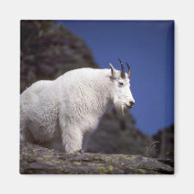 Rocky mountain goat (Large male) Magnets
