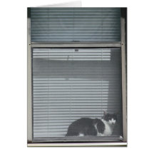 Romans 8:29 Cat in Window Card