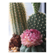 Romans 8:37 Cactus Postcard