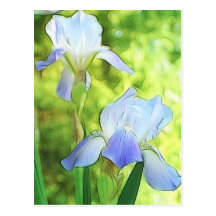 Romantic Blue Irises Postcards