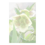 Romantic Spring Flowers - Hellebores! Custom Stationery