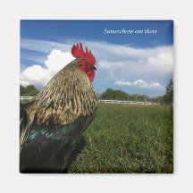 Rooster Bob Somewhere out there Magnets