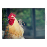 Rooster Card