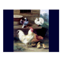 Rooster Hen Chicken Doves Postcard