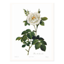 Rosa alba flore plena post cards