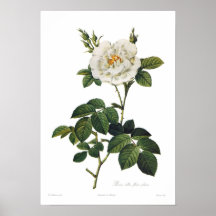 Rosa alba flore plena posters