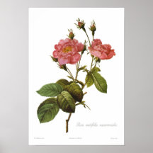 Rosa centifolia anemonoides print