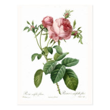 Rosa centifolia foliacea postcard