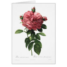 Rosa gallica flore giganteo cards