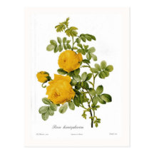Rosa hemispherica postcard