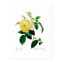 Rosa indica by Pierre-Joseph Redouté Postcard