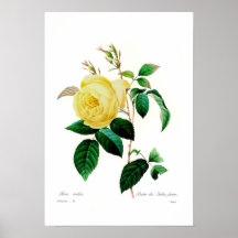 Rosa indica posters