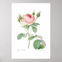 Rosa muscosa posters