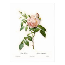 Rosa odorata post card