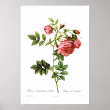 Rosa virginiana plena print