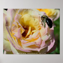 Rose And Bee Flower Photography Poster Print