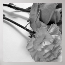 rose and carnation Poster