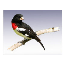 Rose-breasted Grosbeak Post Card