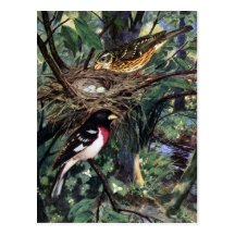 Rose-Breasted Grosbeaks and Their Nest of Eggs Post Cards