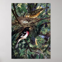Rose-Breasted Grosbeaks & Their Nest of Eggs Poster