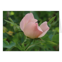Rose bud card