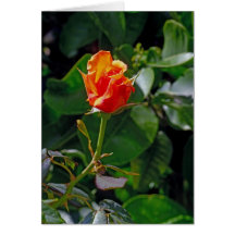 Rose Bud Card