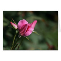 Rose Bud Card
