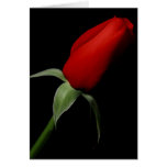Rose Bud Card