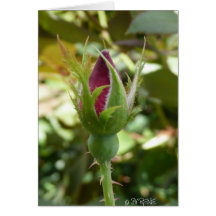 Rose Bud Card
