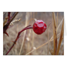 Rose Bud Greeting Card