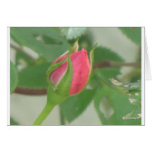 Rose Bud Greeting Card