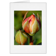 Rose Bud Greeting Card