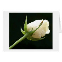 Rose bud greeting cards