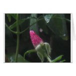 Rose bud & raindrops cards
