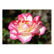 Rose Business Cards Pink White Rose Flower