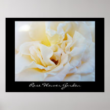 Rose Flower Garden art prints White Roses
