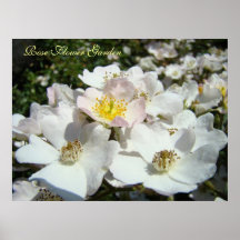 Rose Flower Garden art prints White Roses Pink