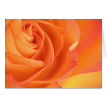 Rose Greeting Card