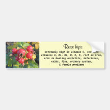 Rose hips bumper sticker