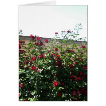 Rose in venice greeting card