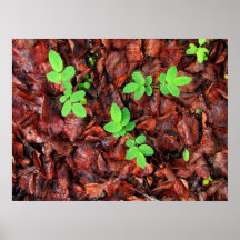 Rose Leaves; No Text Poster