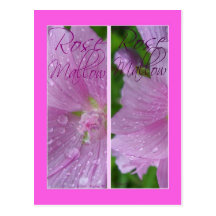 ROSE MALLOW BOOKMARKS POSTCARDS