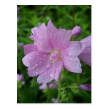 ROSE MALLOW POST CARDS